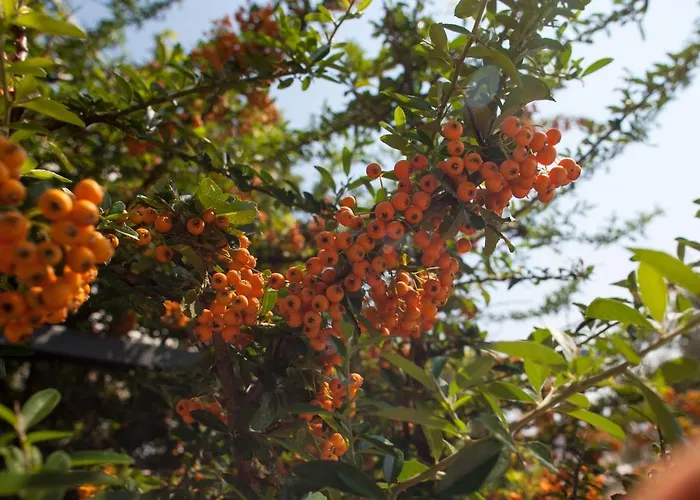 Lukic ヴィラ マカルスカ